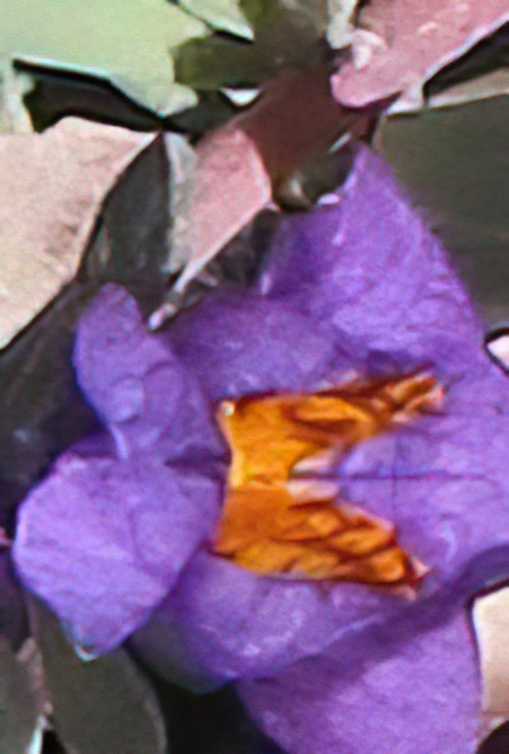 Alpine Toadflax