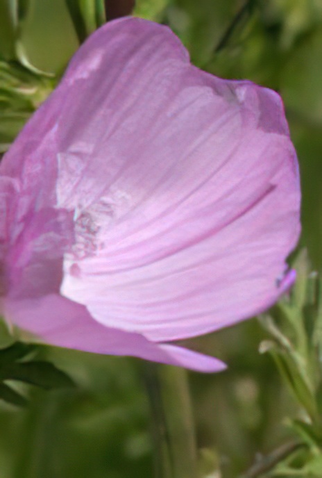 Musk Mallow