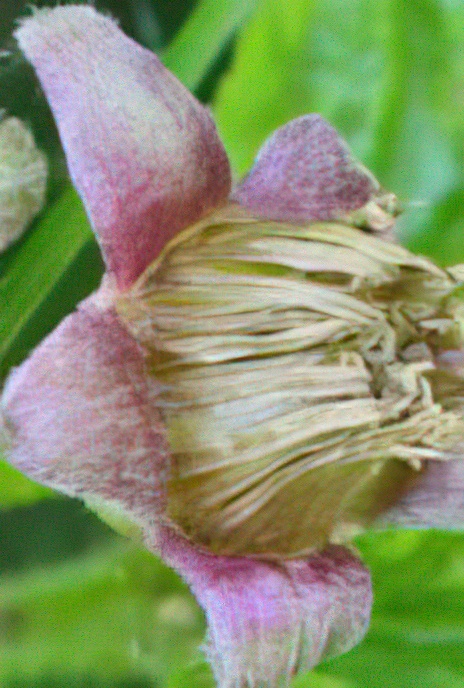 Rock Blackberry