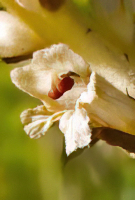 Picris Broomrape