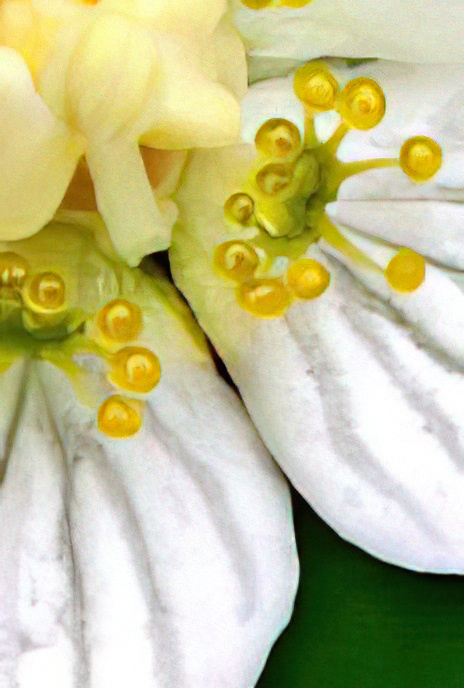 Grass of Parnassus