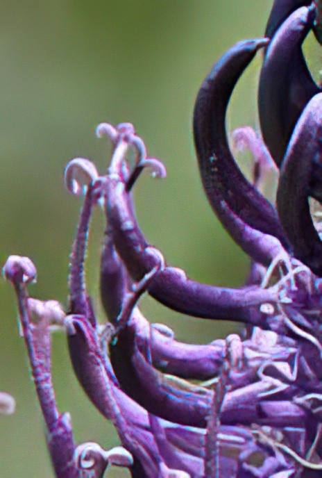 Dark Rampion