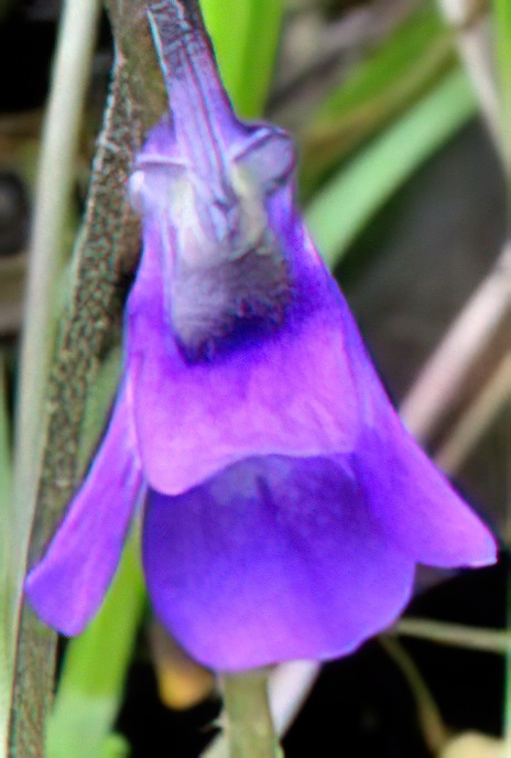 Common Butterwort