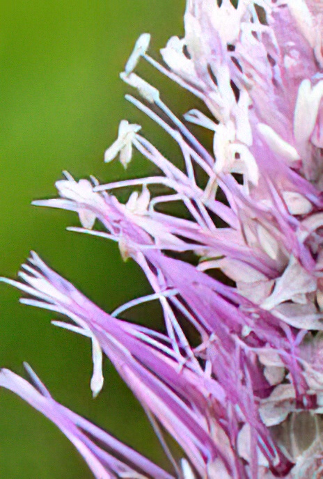 Hoary Plantain