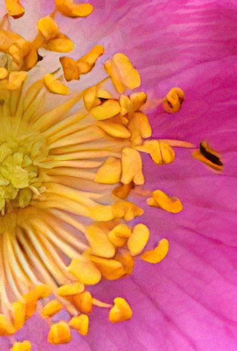 Dog Rose