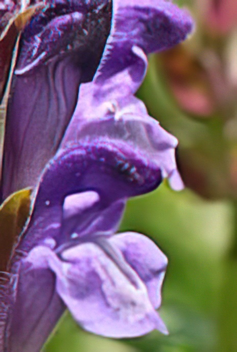 Alpine Skullcap