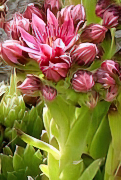 Cobweb Houseleek