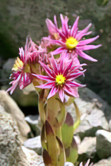 Mountain Houseleek