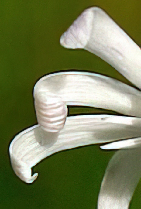 Nottingham Catchfly