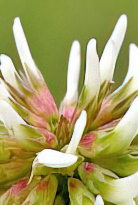 Mountain Clover