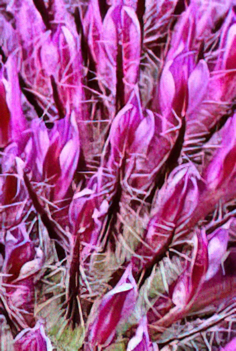 Red Mountain Clover