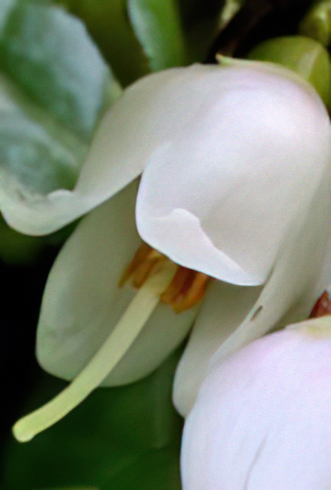 Cowberry