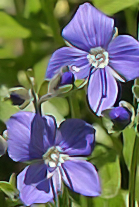 Creeping Speedwell