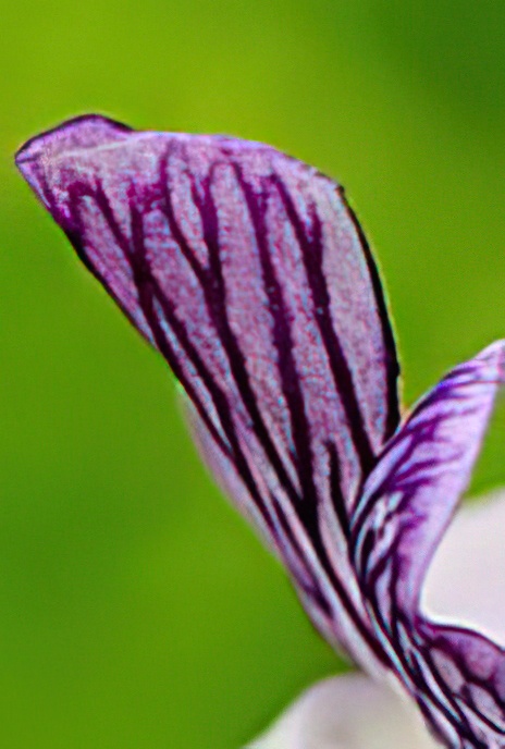 Wood Vetch