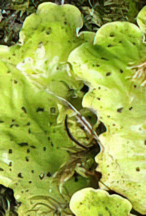 Peltigera britannica