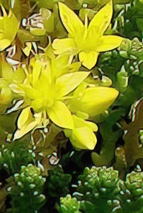 Biting Stonecrop