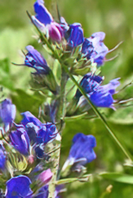 Viper’s Bugloss