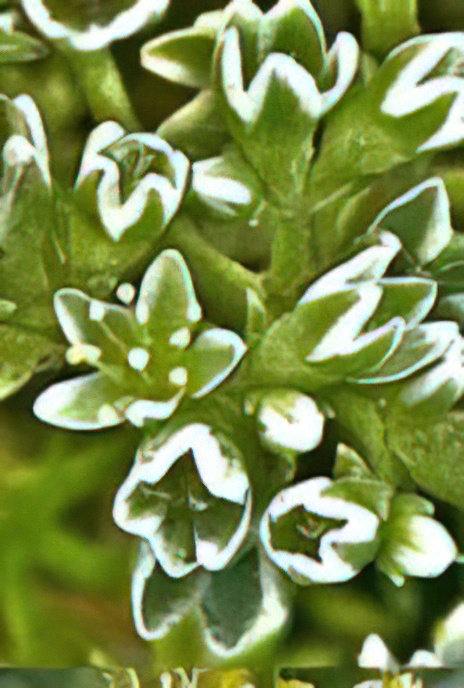 Perennial Knawel