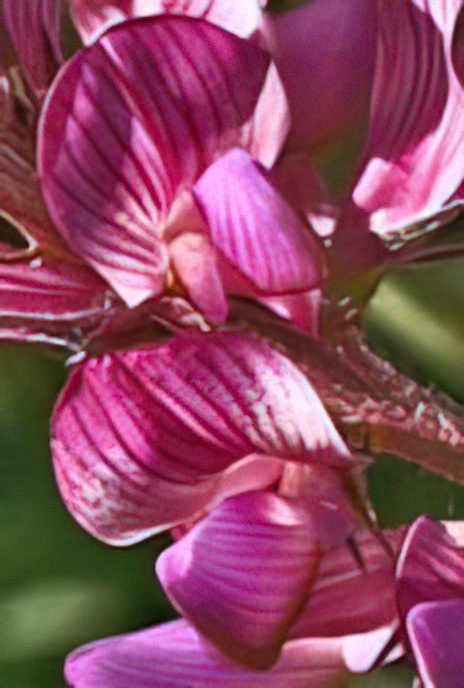 Mountain Sainfoin