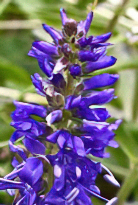Spiked Speedwell