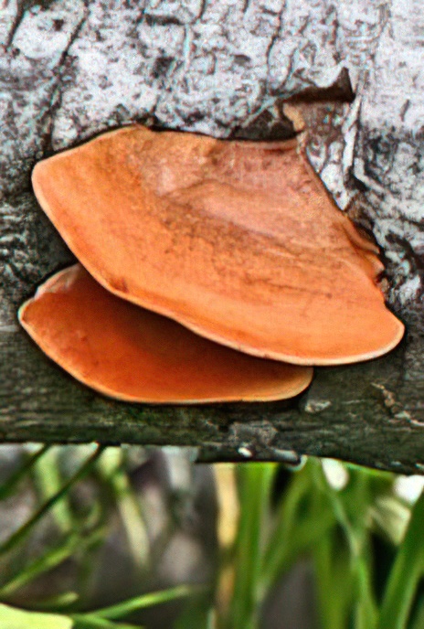 Cinnabar Bracket