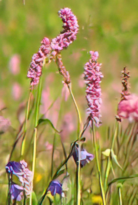 France – Champagny-le-Haut – The meadows