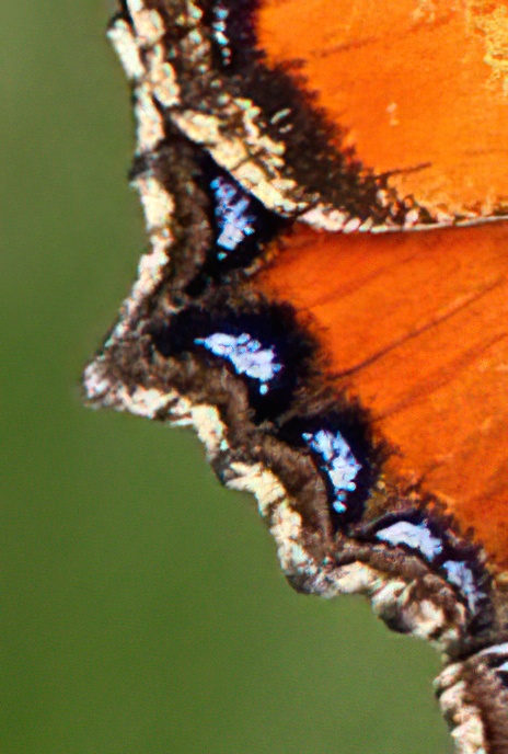 Small Tortoiseshell