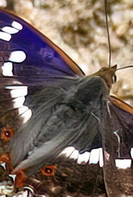 Lesser Purple Emperor
