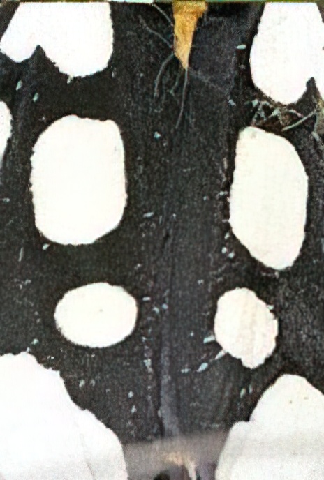 Cream-spot Tiger