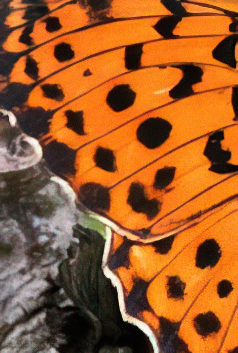 Marbled Fritillary