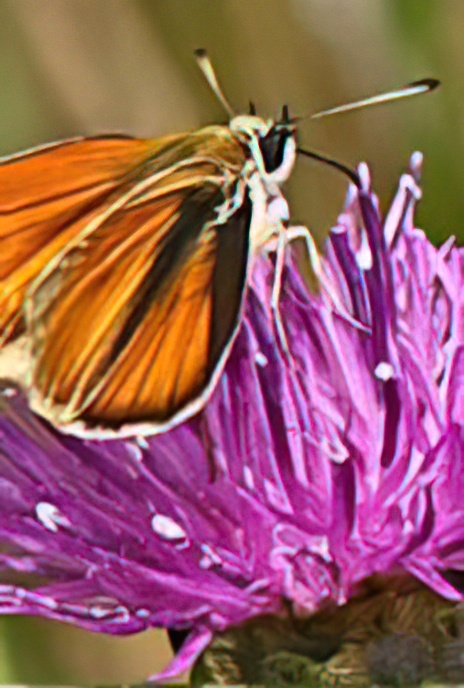 Small Skipper