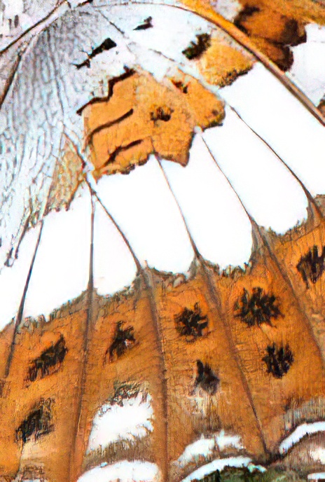 White Admiral