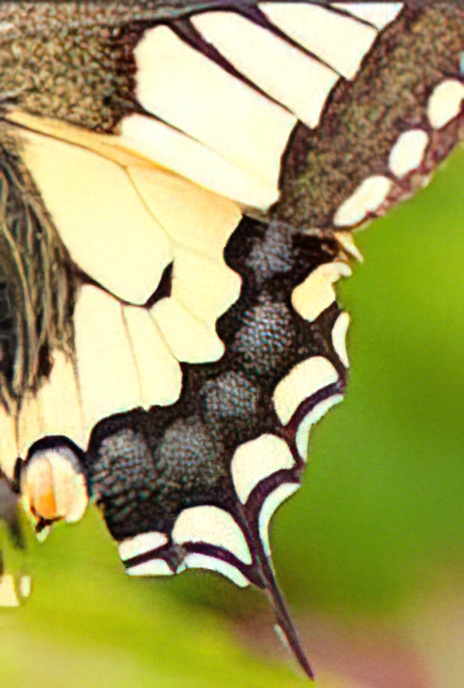 Swallowtail