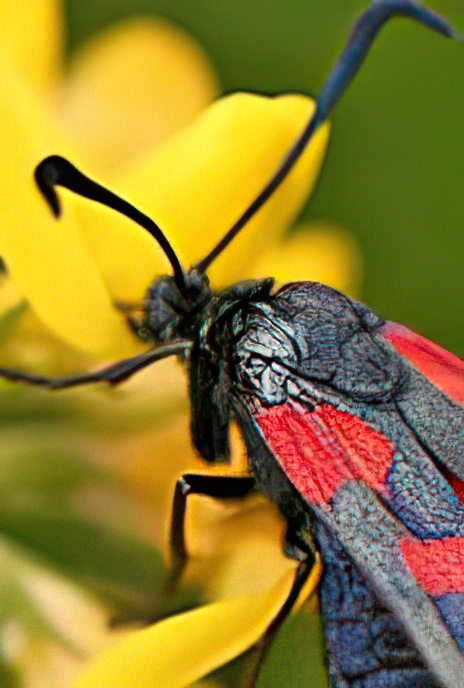 Five-spot Burnet