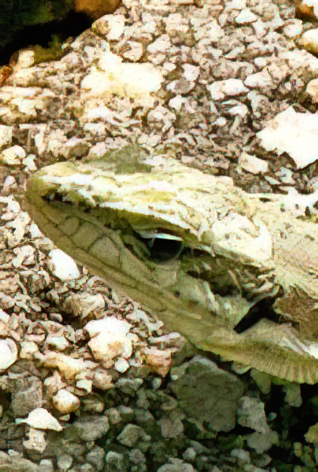 Common Wall lizard