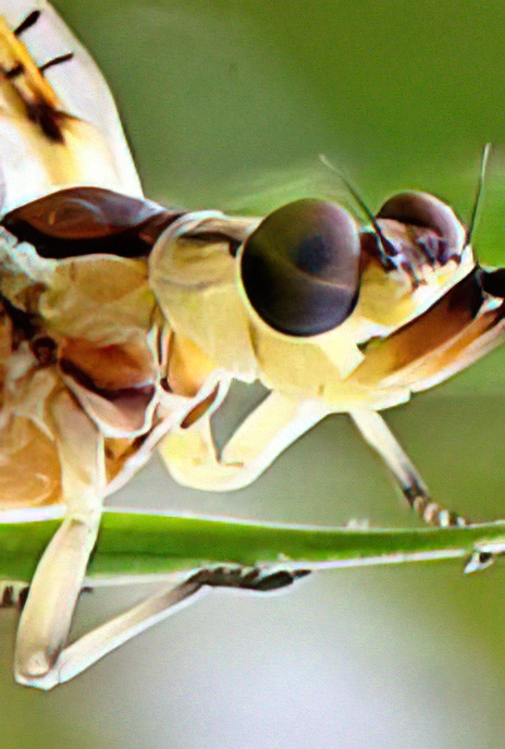 Mayfly