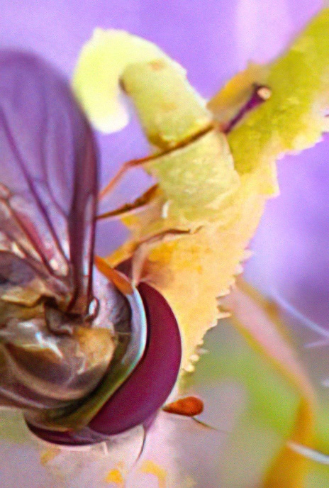 Hover-fly