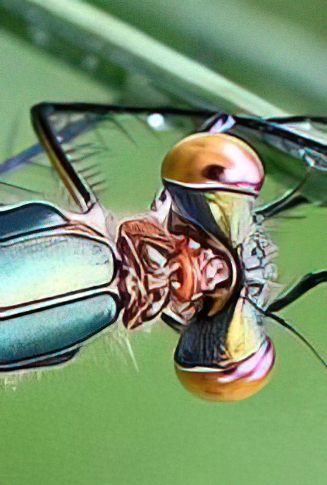 Emerald Damselfly