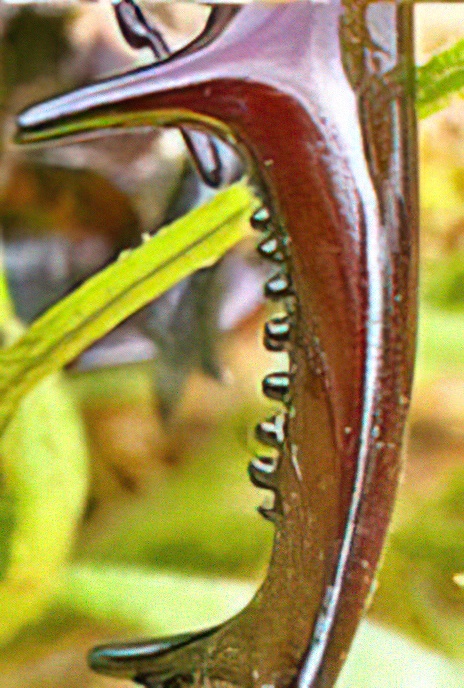 Stag Beetle