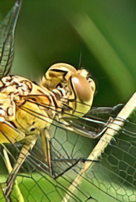 Common Darter