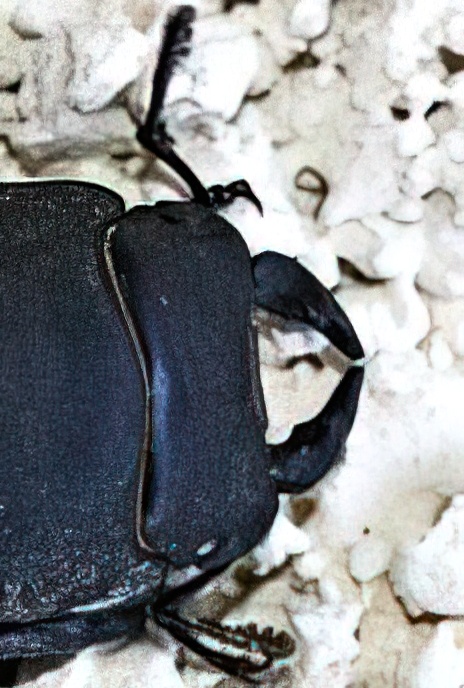 Lesser Stag Beetle