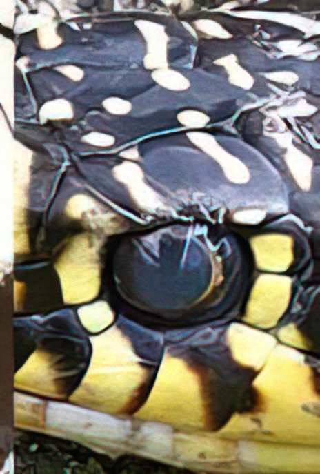 Grass Snake