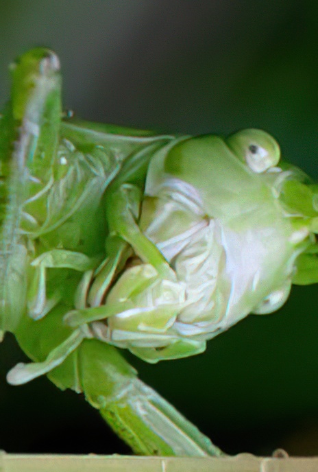 Speckled Bush-cricket