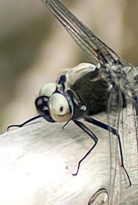 Scarce Chaser