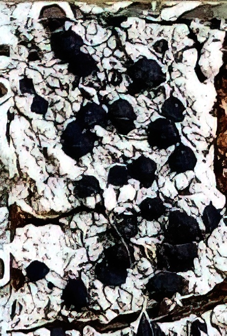 Lecidella eleochroma