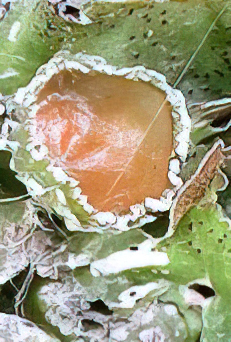 Lobaria virens