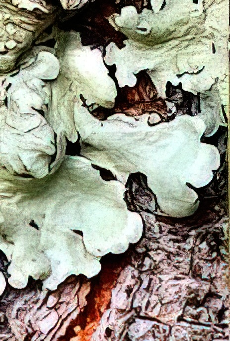 Flavoparmelia caperata