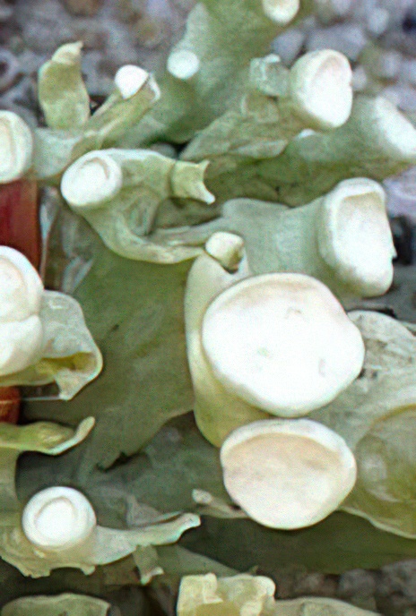 Ramalina fastigiata
