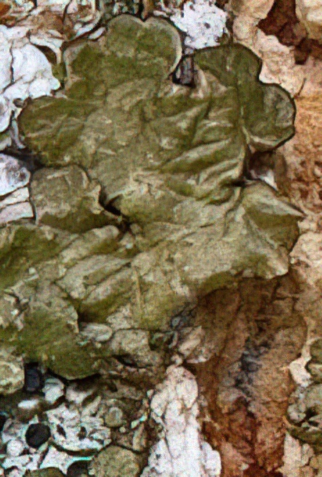 Melanelia fuliginosa ssp. glabratula