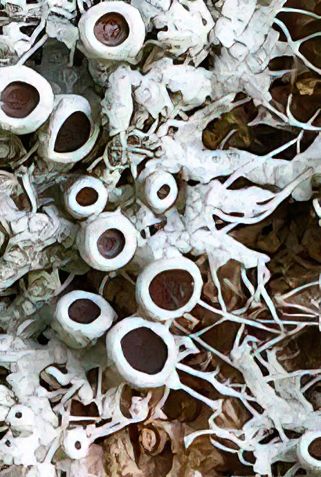 Physcia leptalia